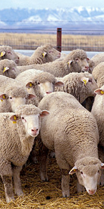 sheep